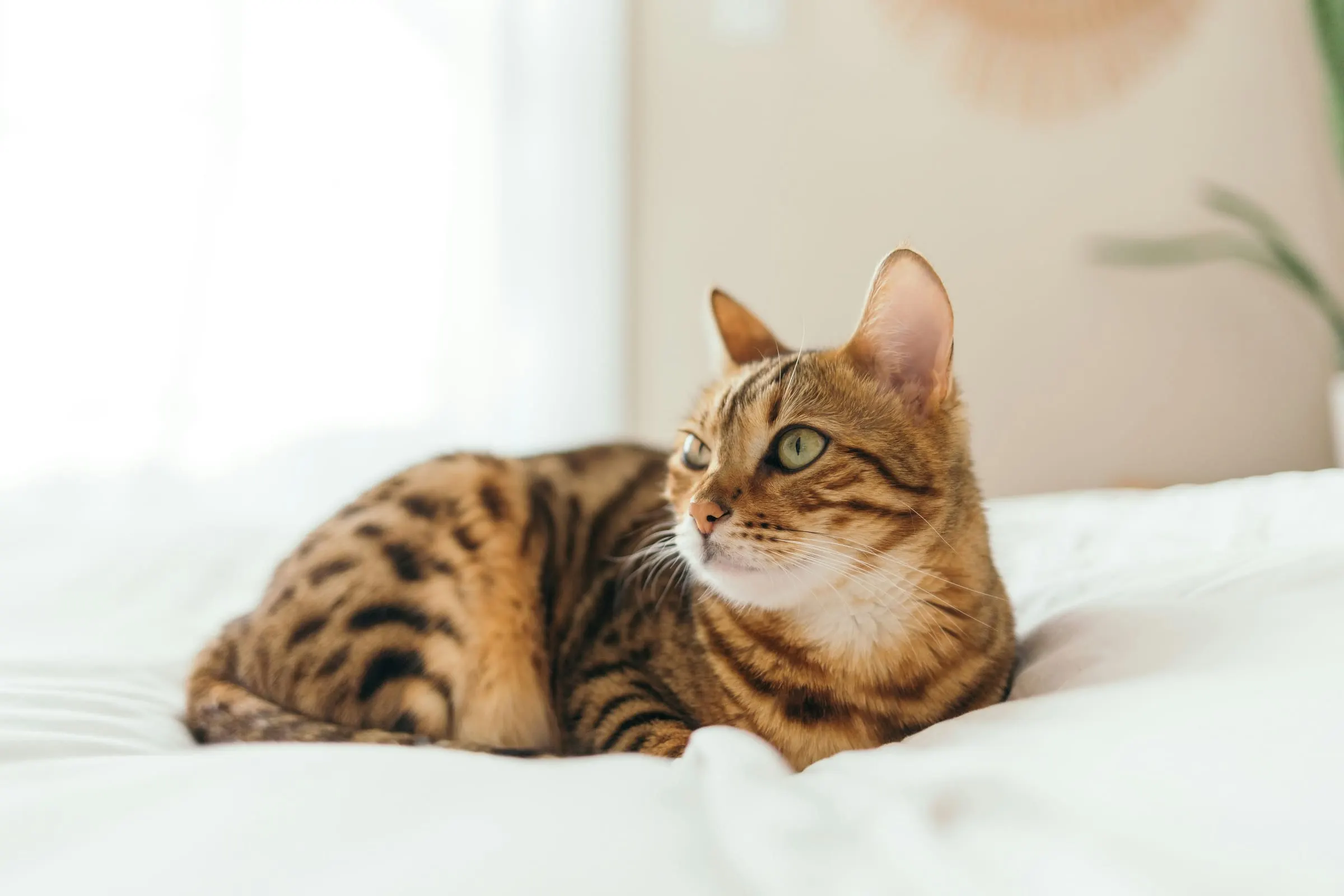 Spotted tabby cat lying on white bedding in a sunlit room